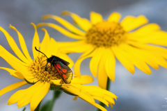 Blutstropfchen-in-der-Sonne