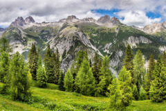 Alpine-Forest