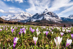Crocus-Meadow