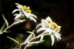 Edelweiss-Twins