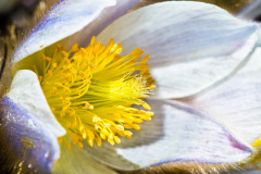 Pasque-Flower
