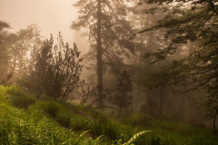 The-Gleam-of-the-Fog