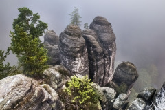 Pine-Rocks