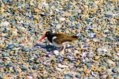 American-Oystercatcher