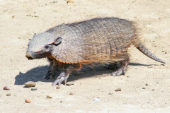 Big-Hairy-Armadillo