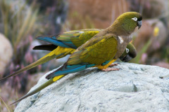 Burrowing-Parrot