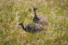 Elegent-Crested-Tinamou