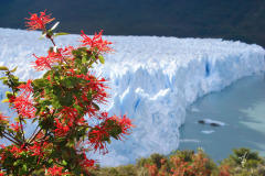 Glacier-Blossoms