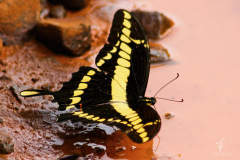 King-Swallowtail