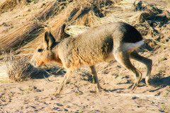 Mara