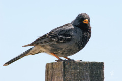 Mourning-Sierra-Finch