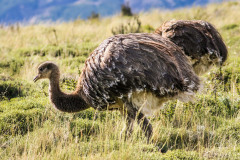 Nandu-Walk