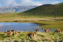 Pasture
