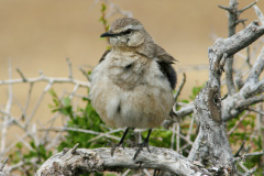 Patagonian-Mockingbird