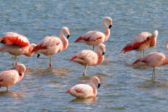 Pink-Gathering