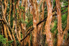 Red-Forest