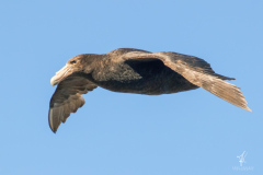 Southern-Giant-Petrel