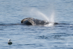 Southern-Right-Whale