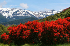 The-Color-Red