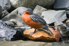 Torrent-Duck