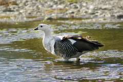 Upland-Goose