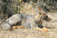 Vigilant