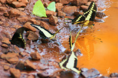 Water-Trough