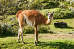 Guanako