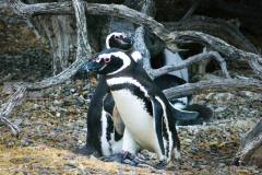 Magellanpinguine