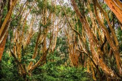 Parque-Nacional-Los-Arrayanes
