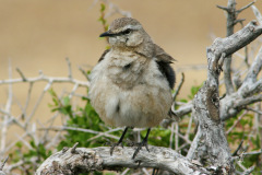 Patagonienspottdrossel