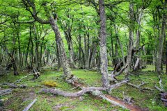 Patagonischer-Dschungel