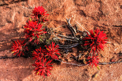Rote-Wuestenblume