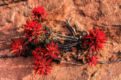 Red-Desert-Flower
