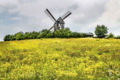 Windmuhle-der-Blumen