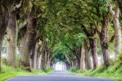Avenue-of-Oaks