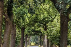 Oak-Avenue