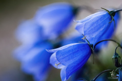 Blue-Bells